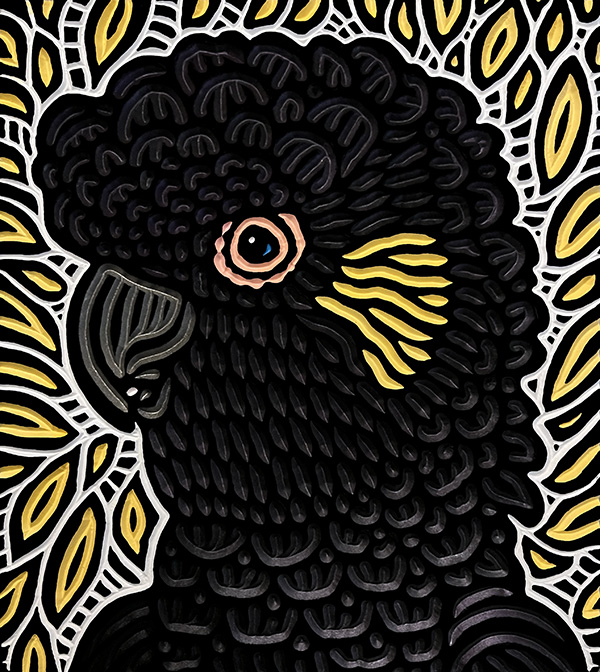 yellow-tailed black cockatoo